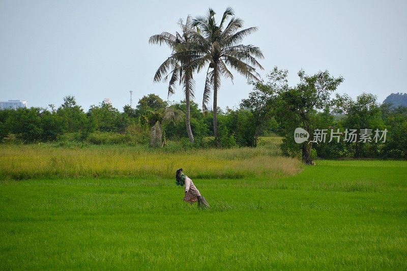 泰国Khao Nang Phanthurat森林公园的稻草人